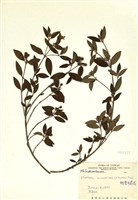藏品(糙葉耳藥花)的圖片